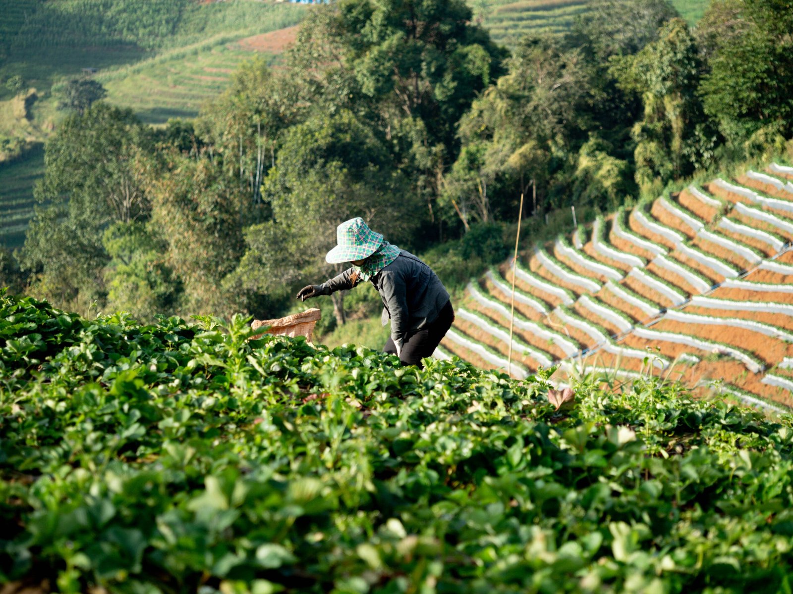 You are currently viewing Unlock Ancient Thai Secret: Tapee Tea’s Miraculous Pain Relief Power