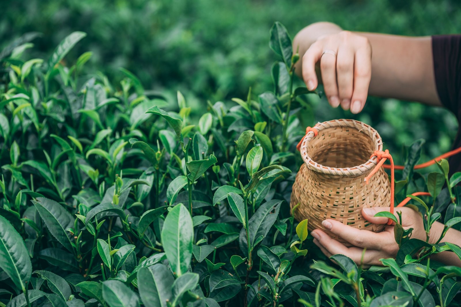 You are currently viewing Best Time to Drink Tapee Tea, Benefits & How to Prepare It